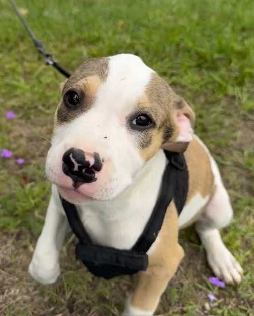 GABI - Bulldog available for adoption