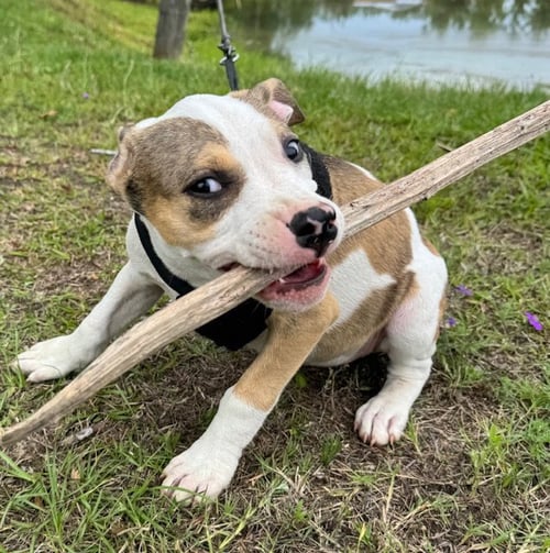 GABI - Bulldog available for adoption