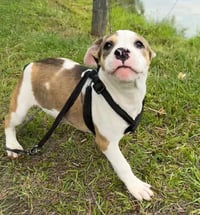 Gabi - Photo 4