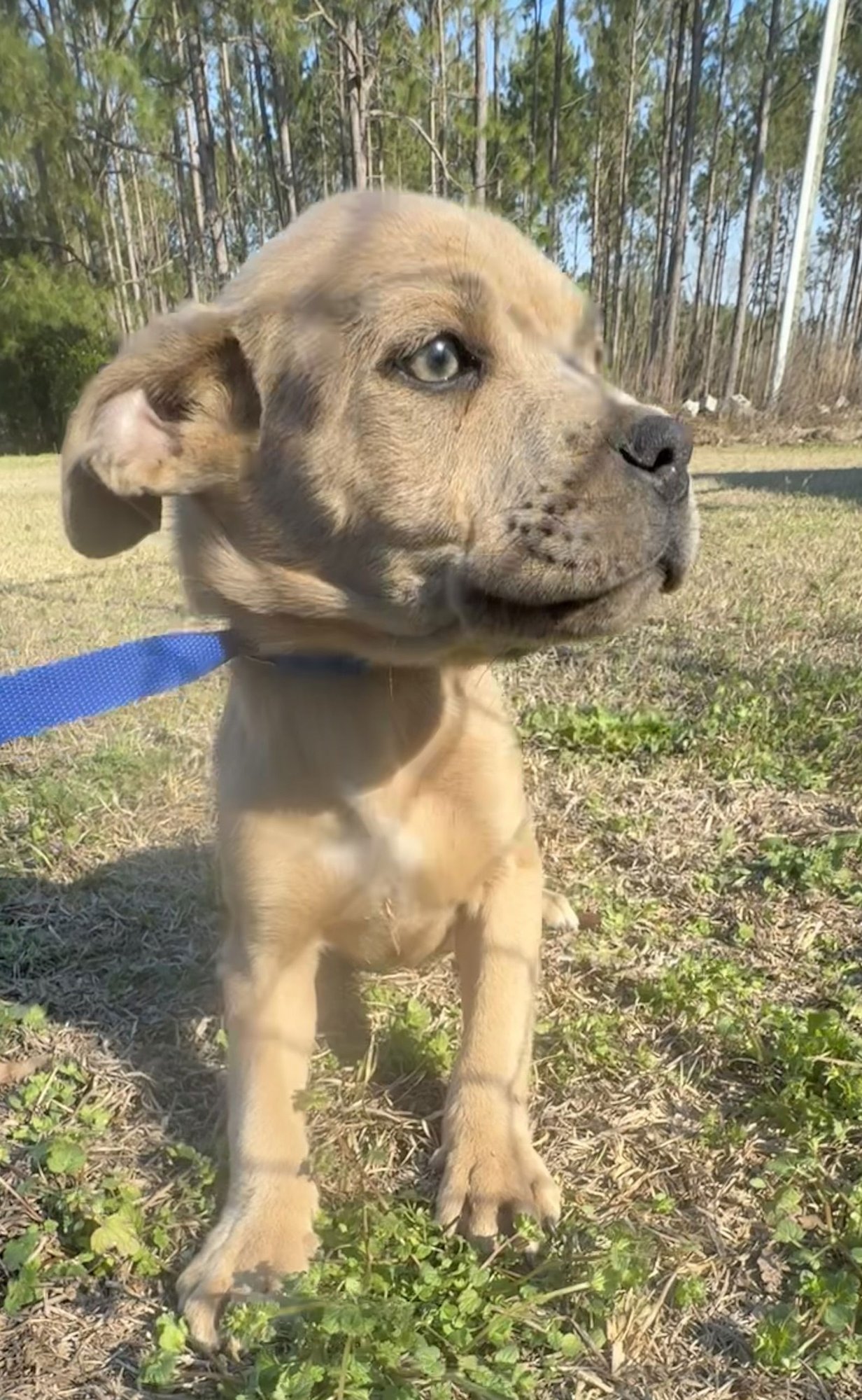 PASCAL - Boxer / Pit Bull Terrier available for adoption