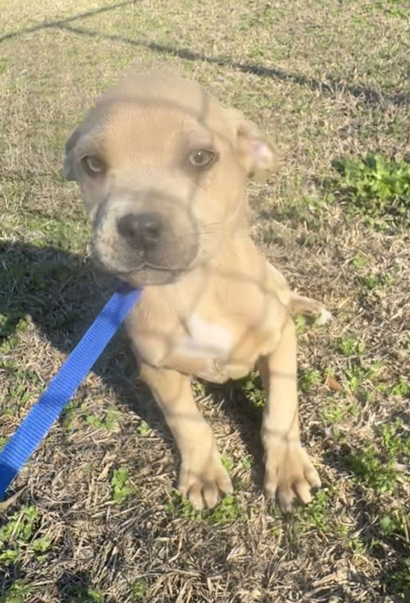 PASCAL - Boxer / Pit Bull Terrier available for adoption