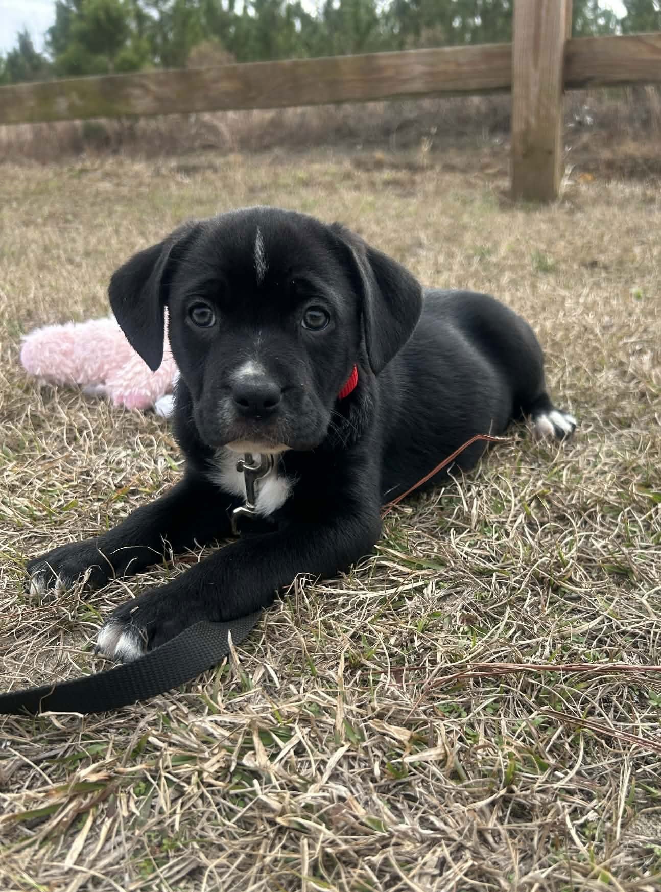 FLIRTY - Unknown available for adoption