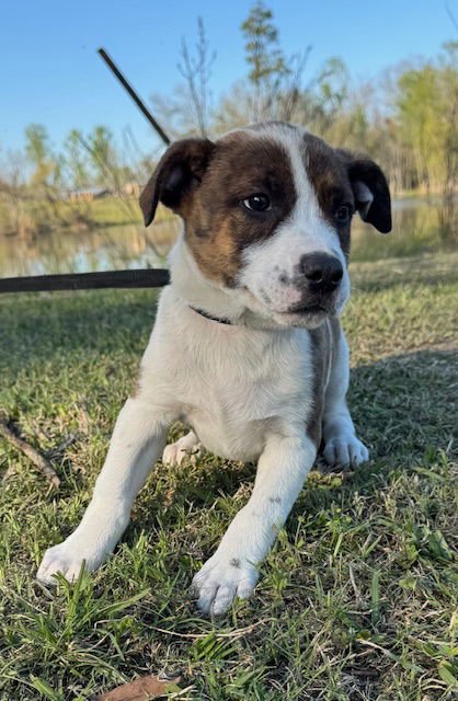 DINA - Hound available for adoption