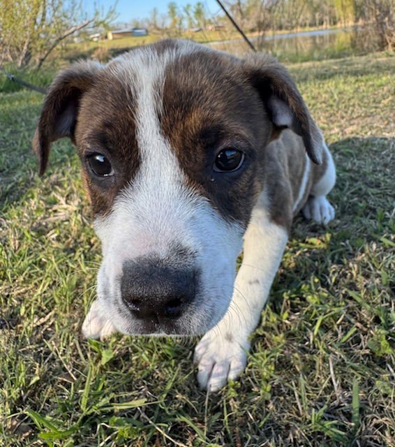 DINA - Hound available for adoption