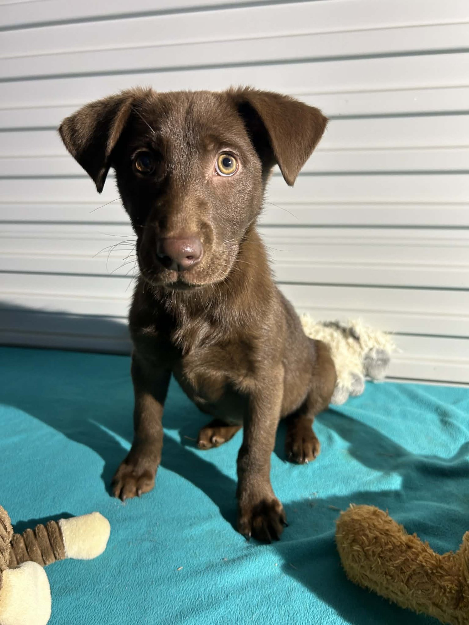 COCO - Labrador Retriever available for adoption