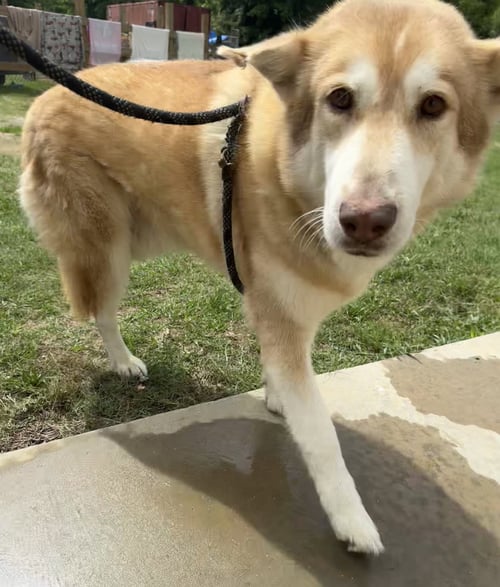 WOLFIE - Husky available for adoption