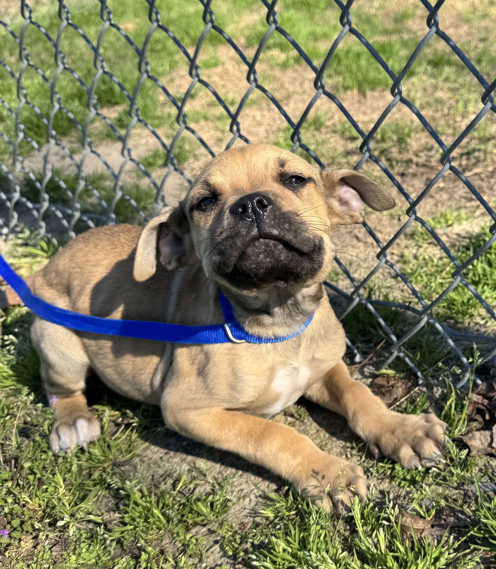 PENELOPE - Boxer / Pit Bull Terrier available for adoption