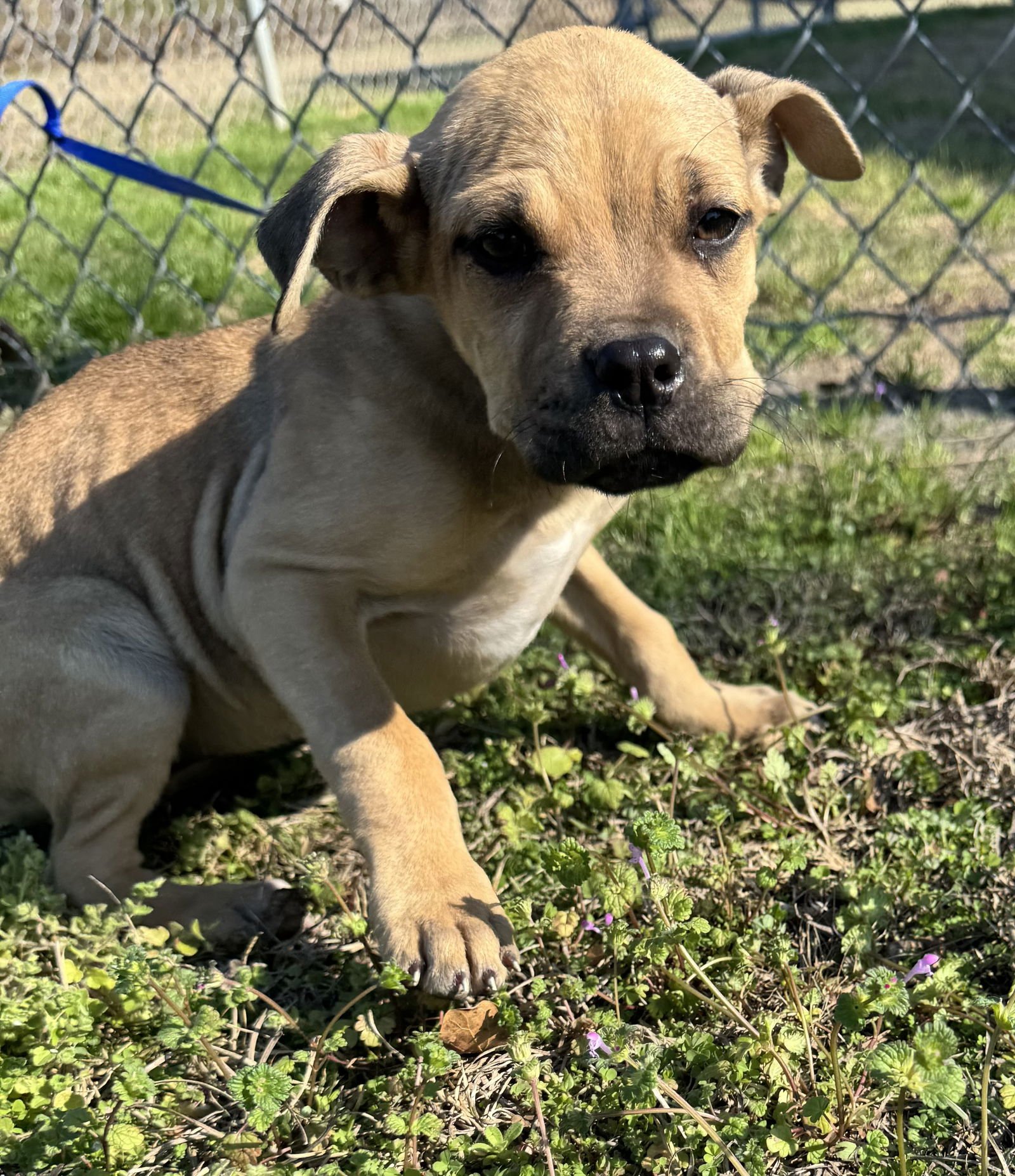 PENELOPE - Boxer / Pit Bull Terrier available for adoption