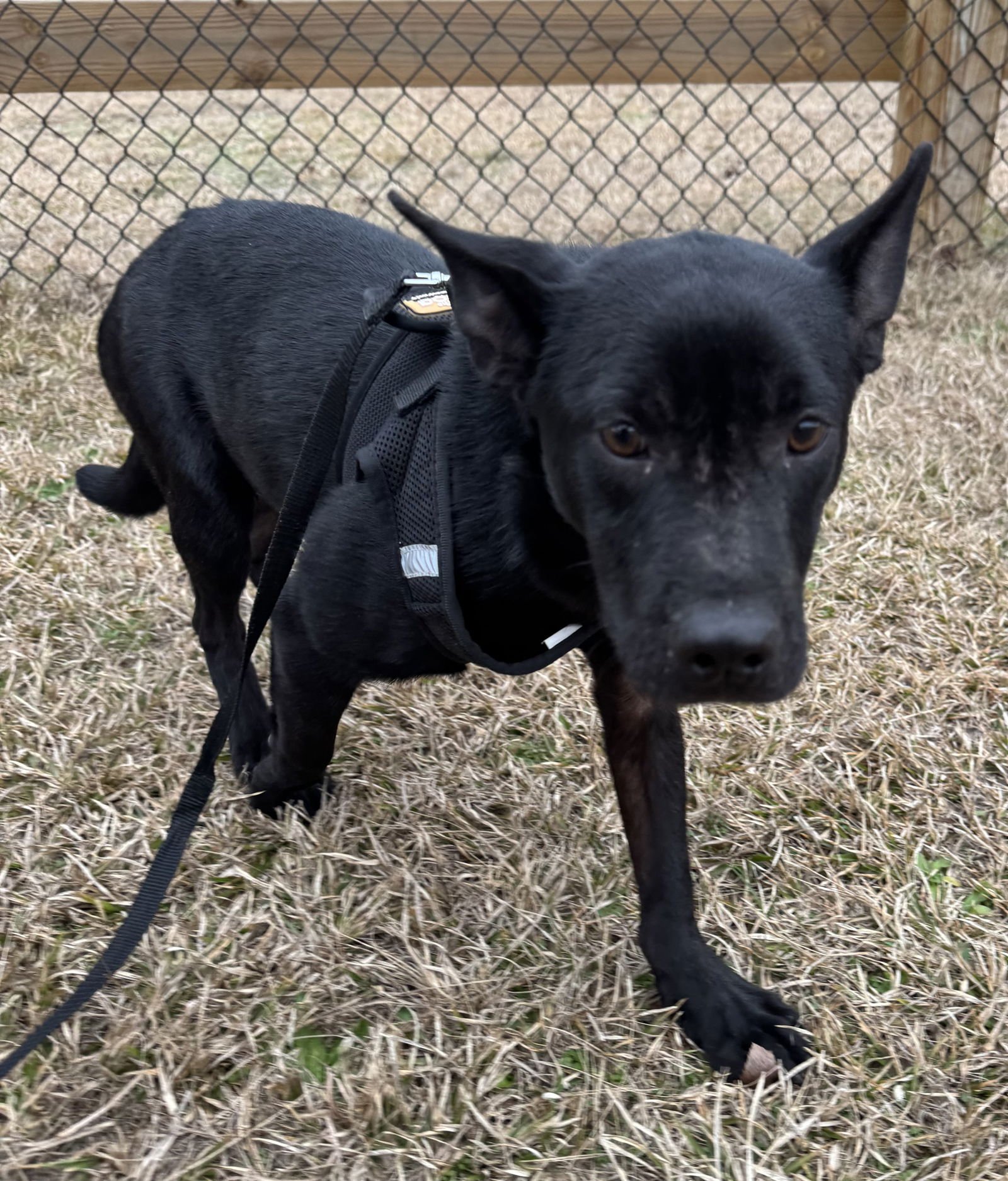 LISA - Shepherd available for adoption