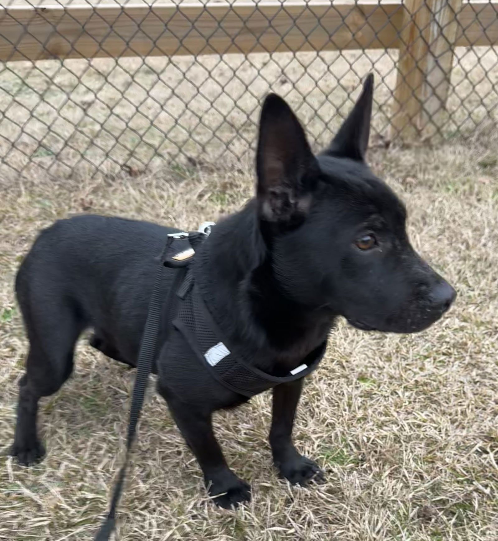 LISA - Shepherd available for adoption