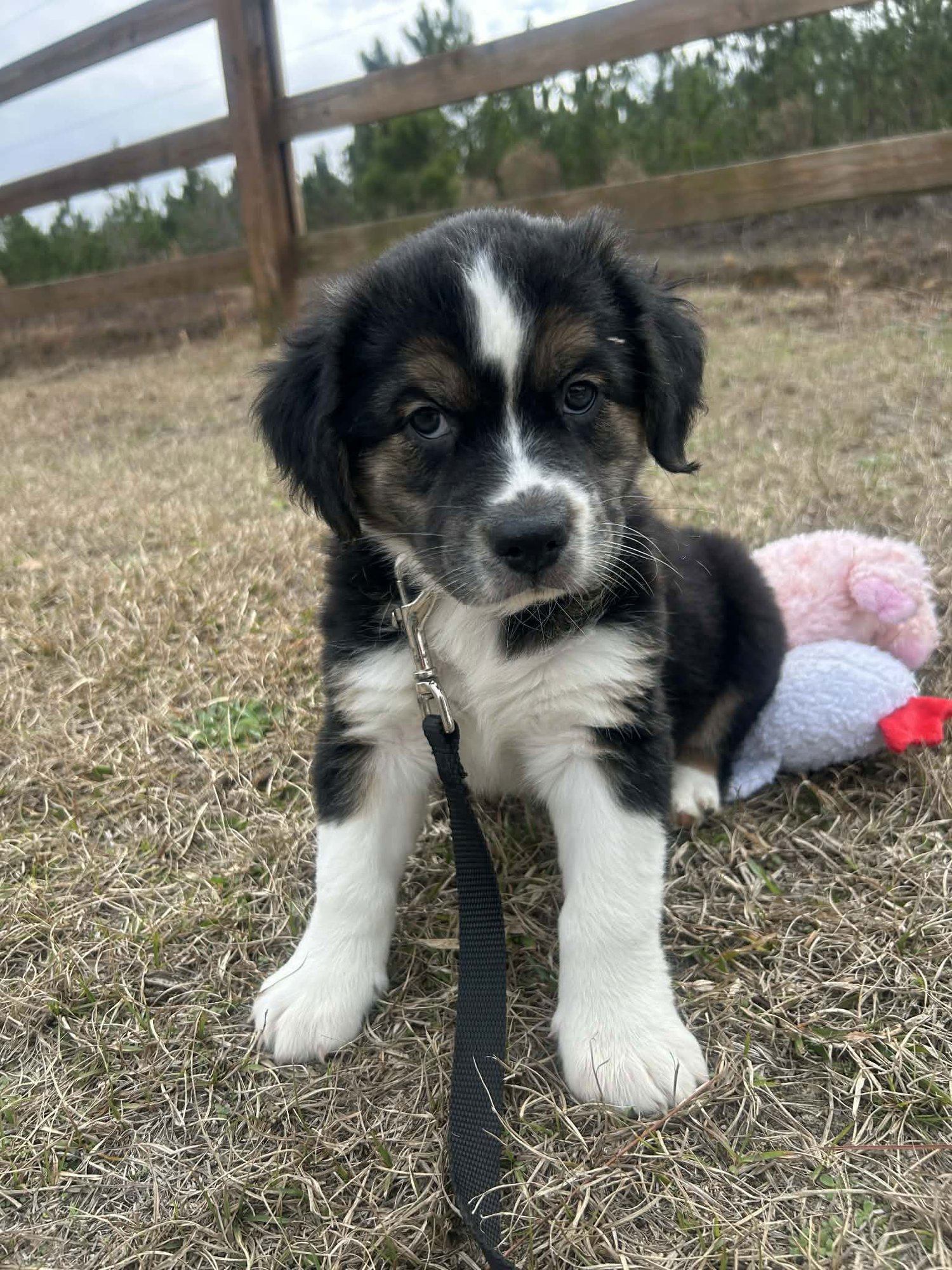 FARGO - Unknown available for adoption