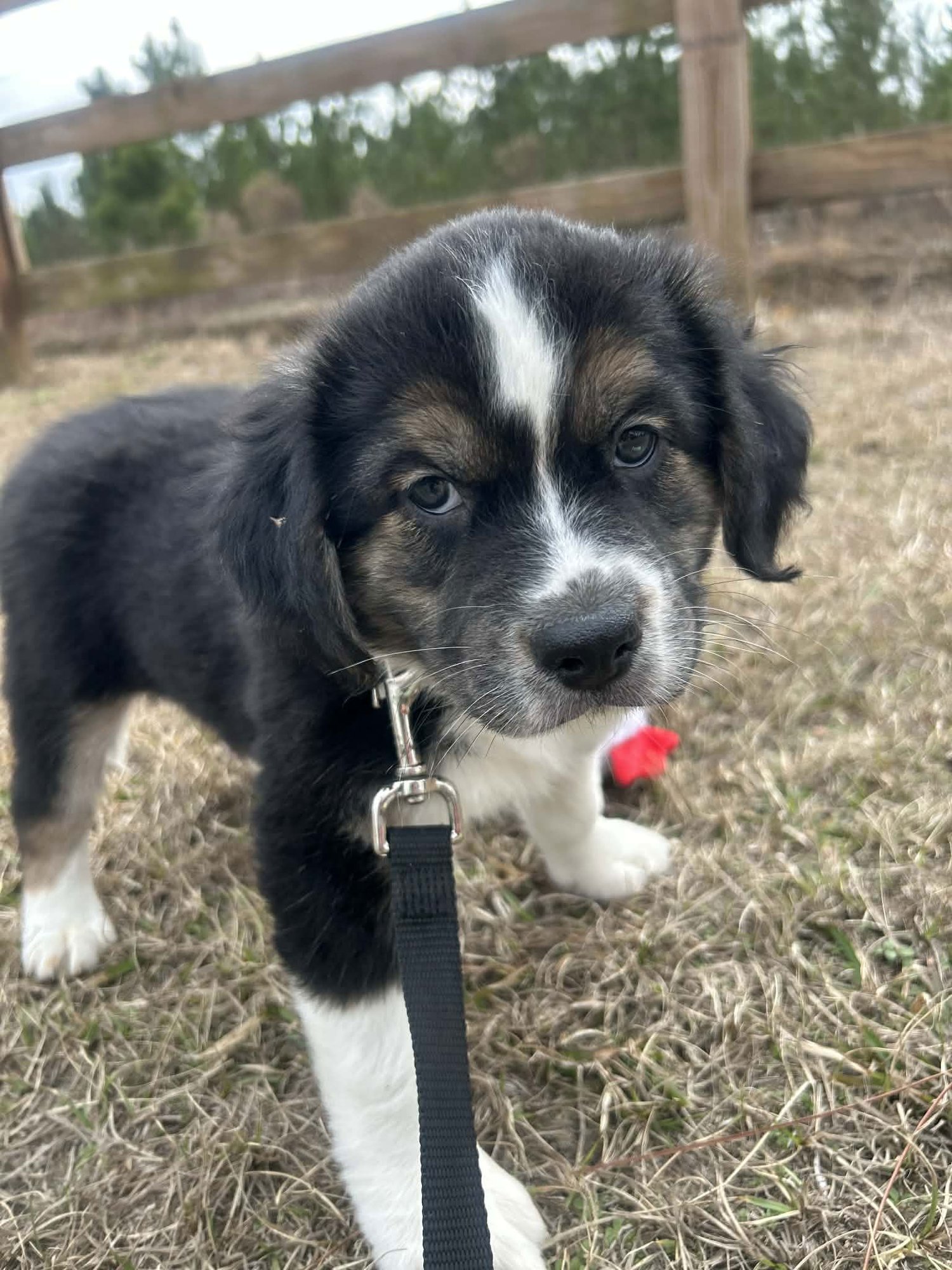 FARGO - Unknown available for adoption