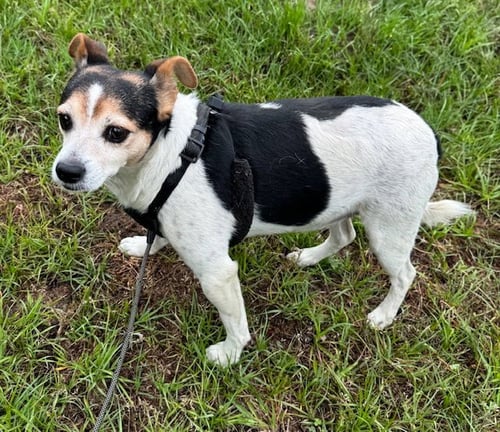 WOODY - Jack Russell Terrier available for adoption