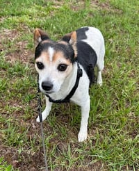 Woody - Photo 4