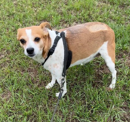 BUZZ - Jack Russell Terrier available for adoption