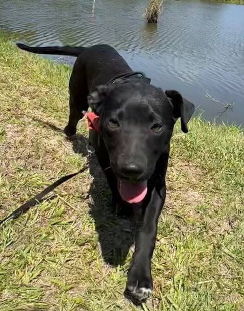 MACK - Labrador Retriever available for adoption
