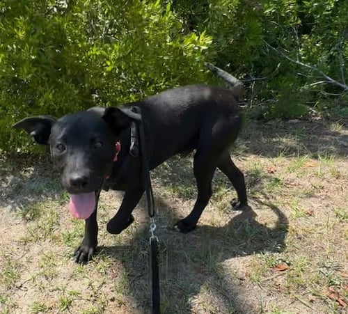 MACK - Labrador Retriever available for adoption