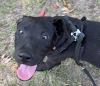 Mack - Photo 3