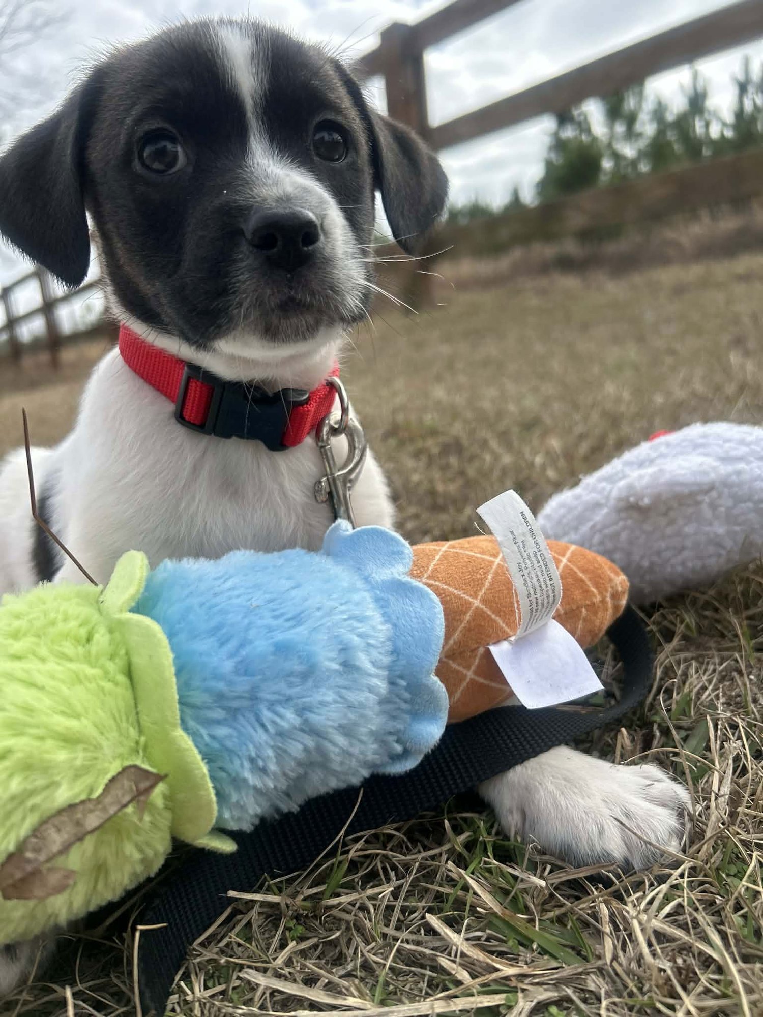 FERRIS - Unknown available for adoption