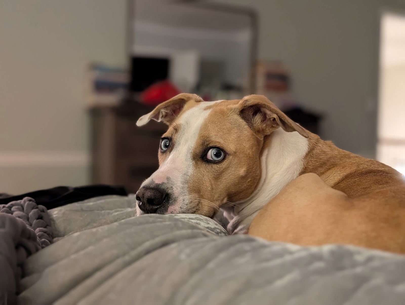 POSEY - Labrador Retriever / Bulldog available for adoption