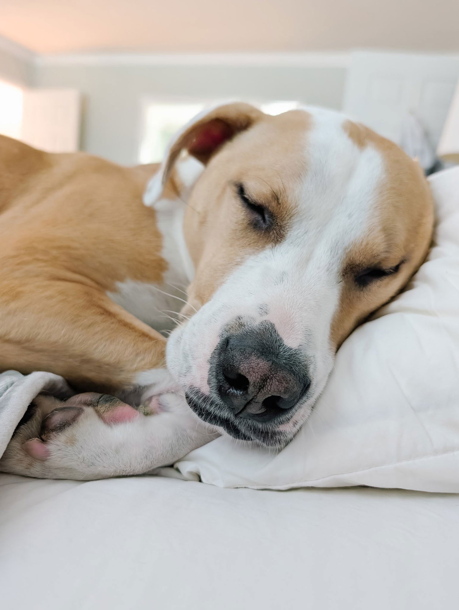 POSEY - Labrador Retriever / Bulldog available for adoption