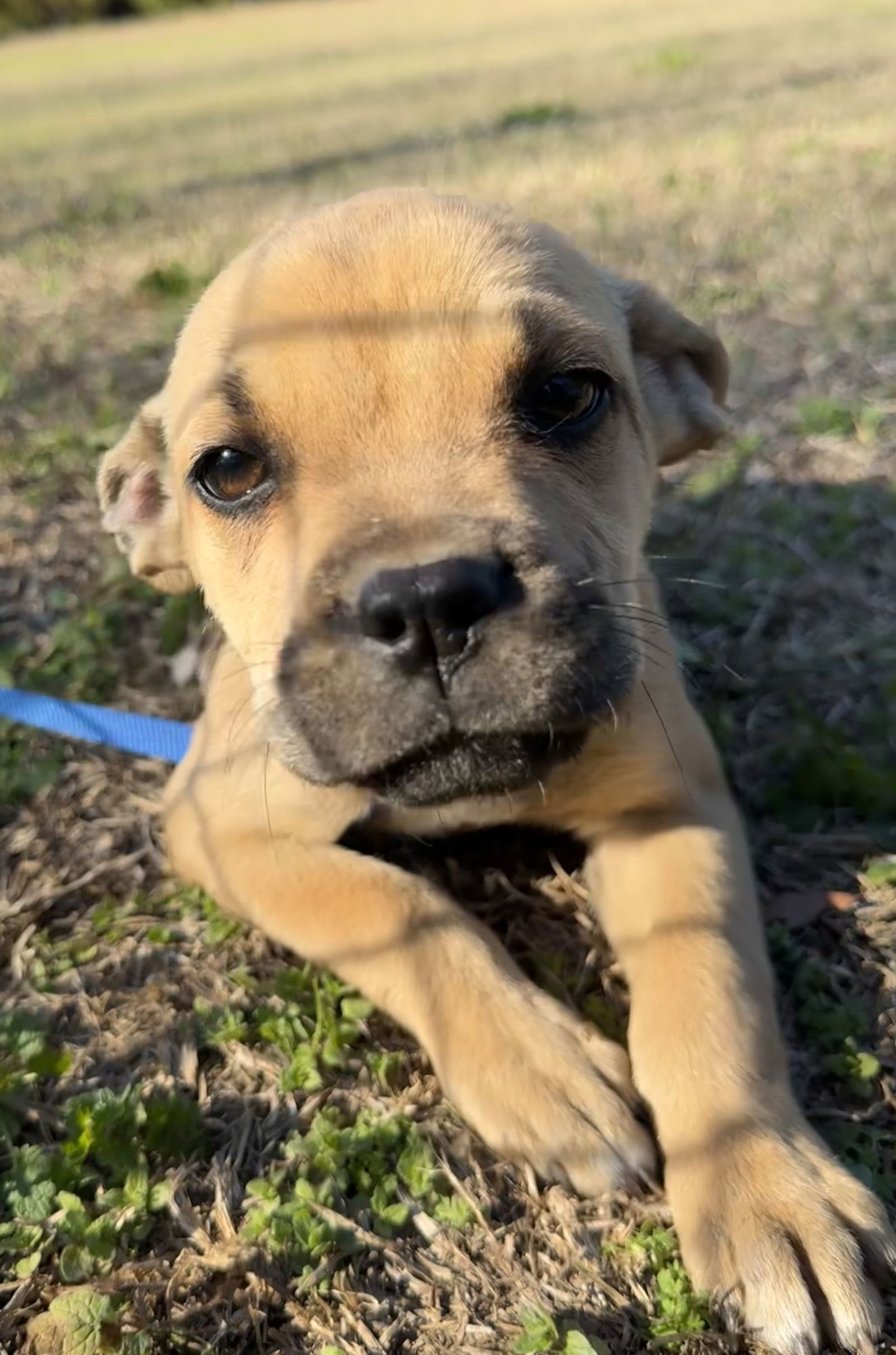 PIPER - Boxer / Pit Bull Terrier available for adoption
