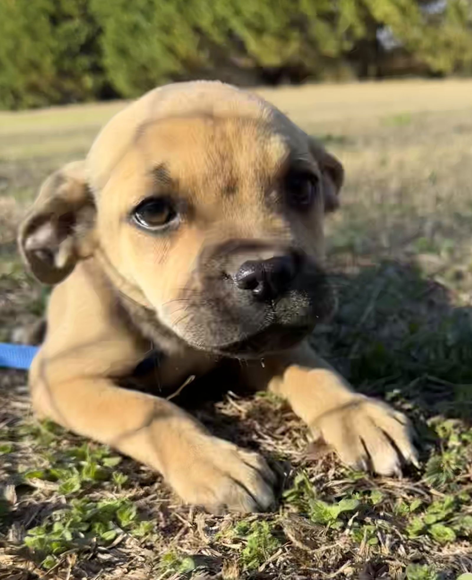PIPER - Boxer / Pit Bull Terrier available for adoption