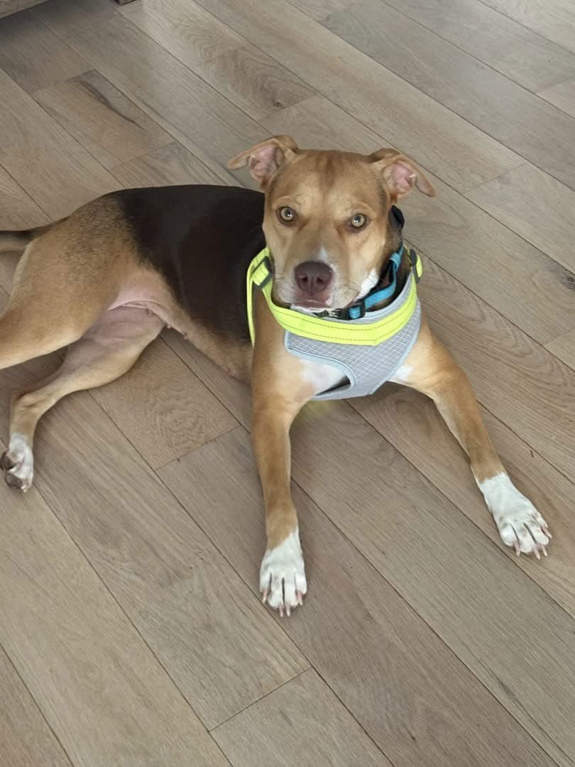 HAZEL - Hound / Bulldog available for adoption