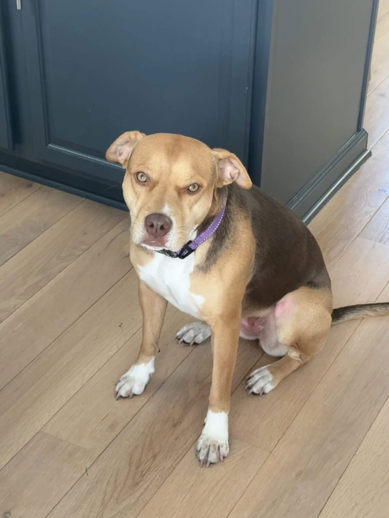 HAZEL - Hound / Bulldog available for adoption