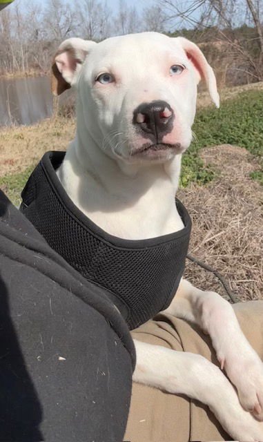 SNOW - Labrador Retriever / Bulldog available for adoption