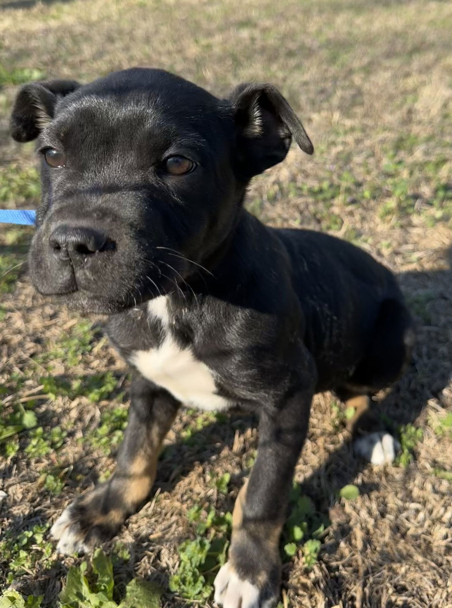 PHOEBE - Boxer / Pit Bull Terrier available for adoption