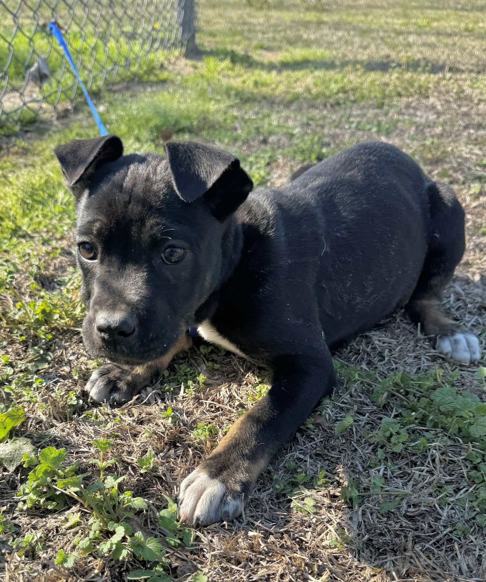 PHOEBE - Boxer / Pit Bull Terrier available for adoption