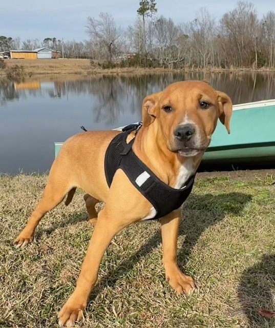 STEVE - Labrador Retriever / Bulldog available for adoption