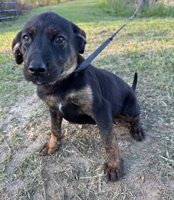 DAISY - Hound available for adoption