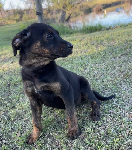 DAISY - Hound available for adoption