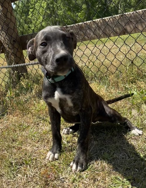 OPAL - Unknown available for adoption