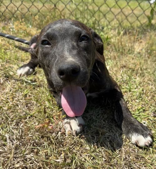 OPAL - Unknown available for adoption