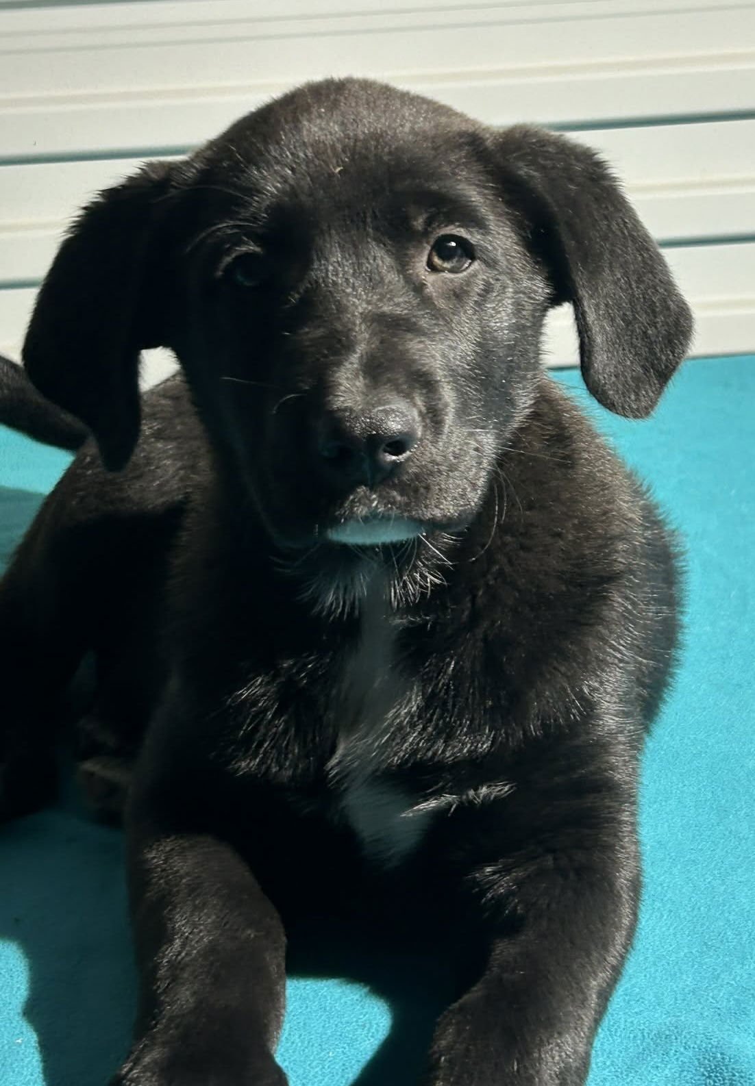 JOEY - Labrador Retriever / Shepherd available for adoption