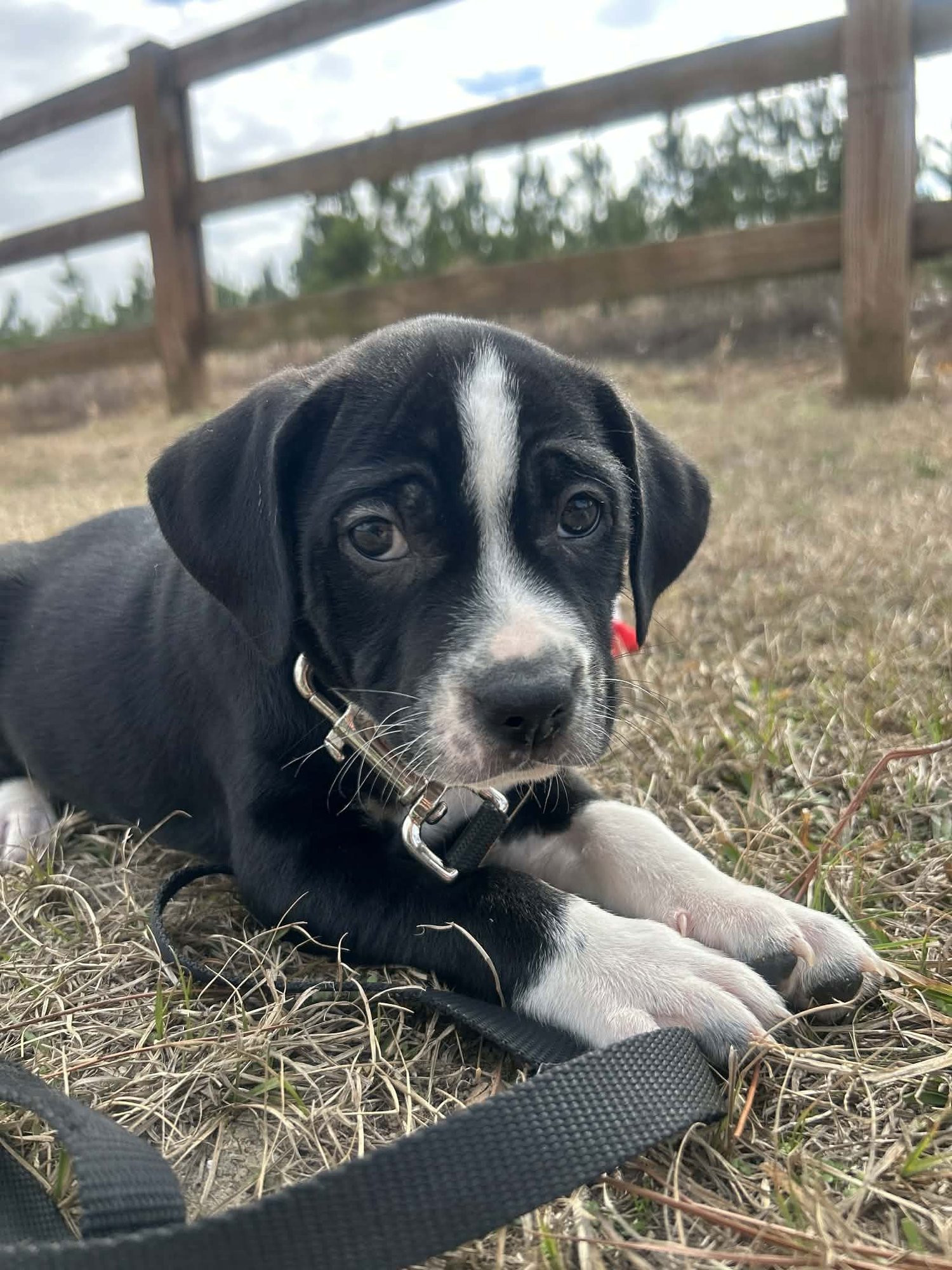 FULTON - Unknown available for adoption