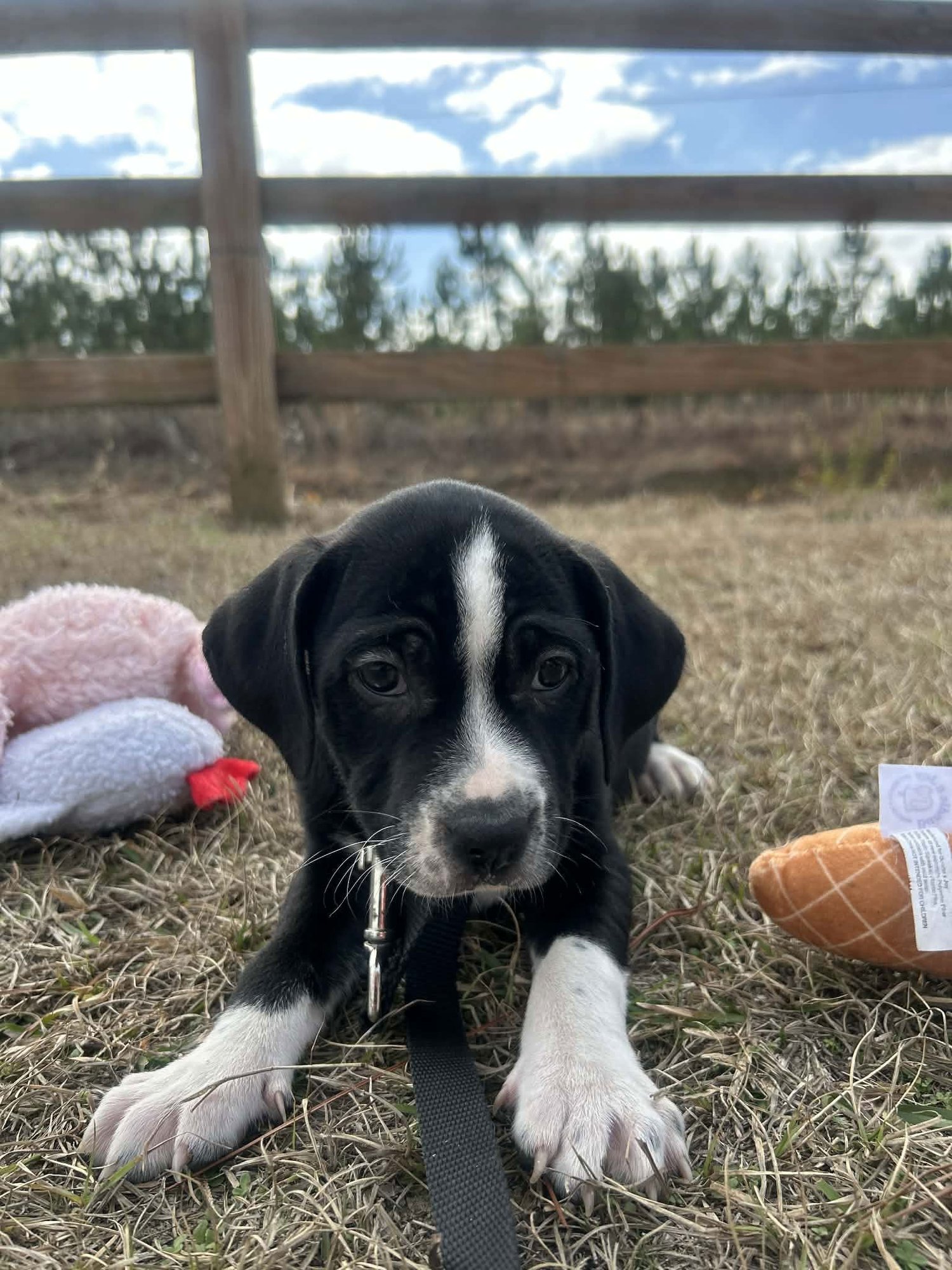 FULTON - Unknown available for adoption