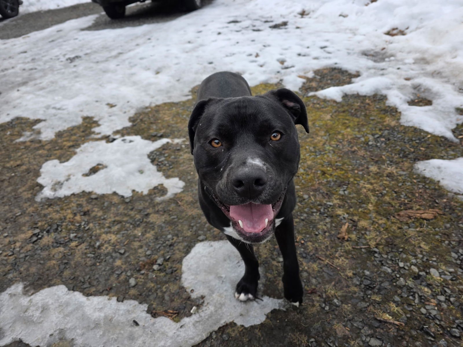 WINSTON (FORMERLY LIAM) - Labrador Retriever / Bulldog available for adoption