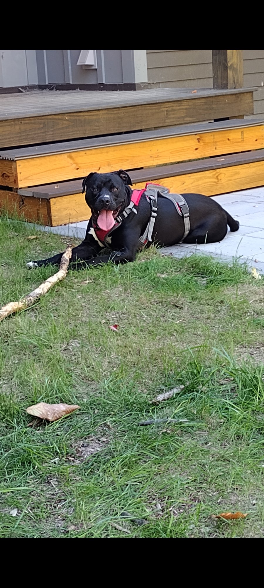 Winston (formerly Liam) - Photo 3