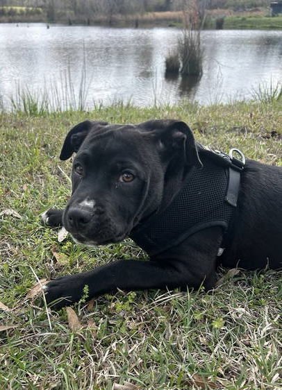 Winston (formerly Liam) - Photo 4