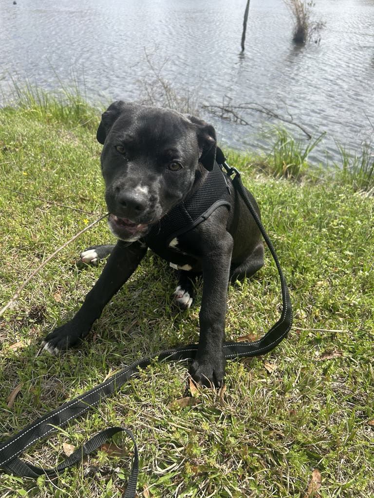 Winston (formerly Liam) - Photo 5