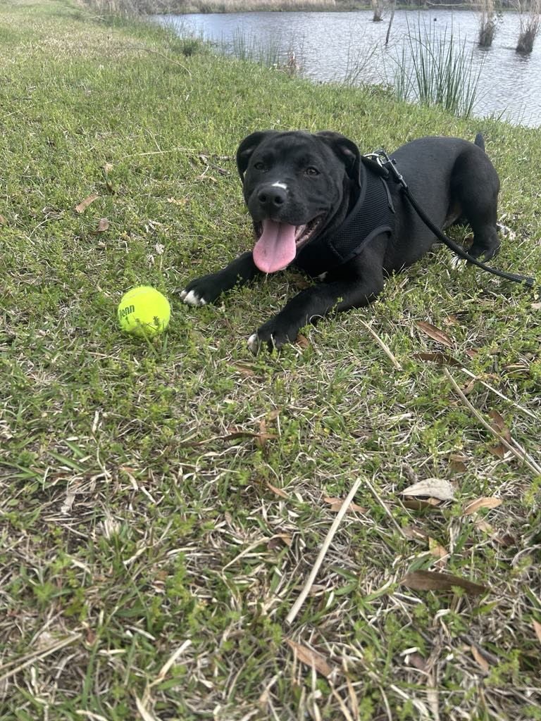 Winston (formerly Liam) - Photo 6