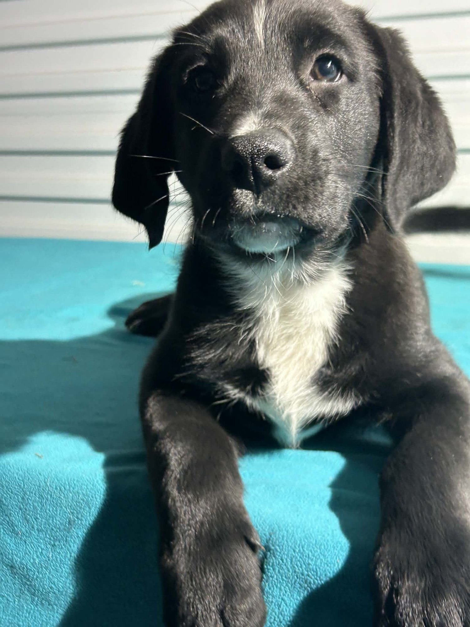 JOHNNY - Labrador Retriever / Shepherd available for adoption
