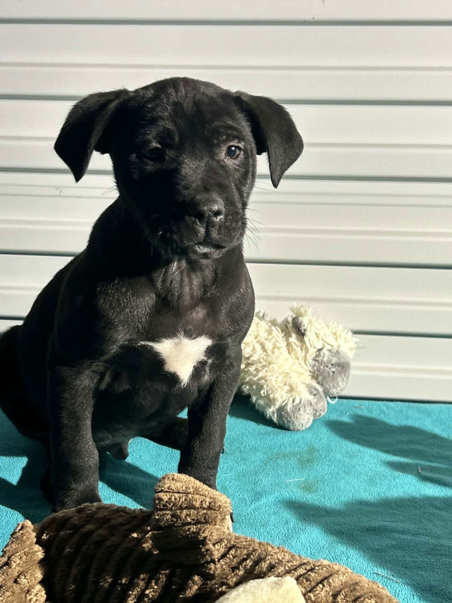BUDDY MAC - Labrador Retriever available for adoption