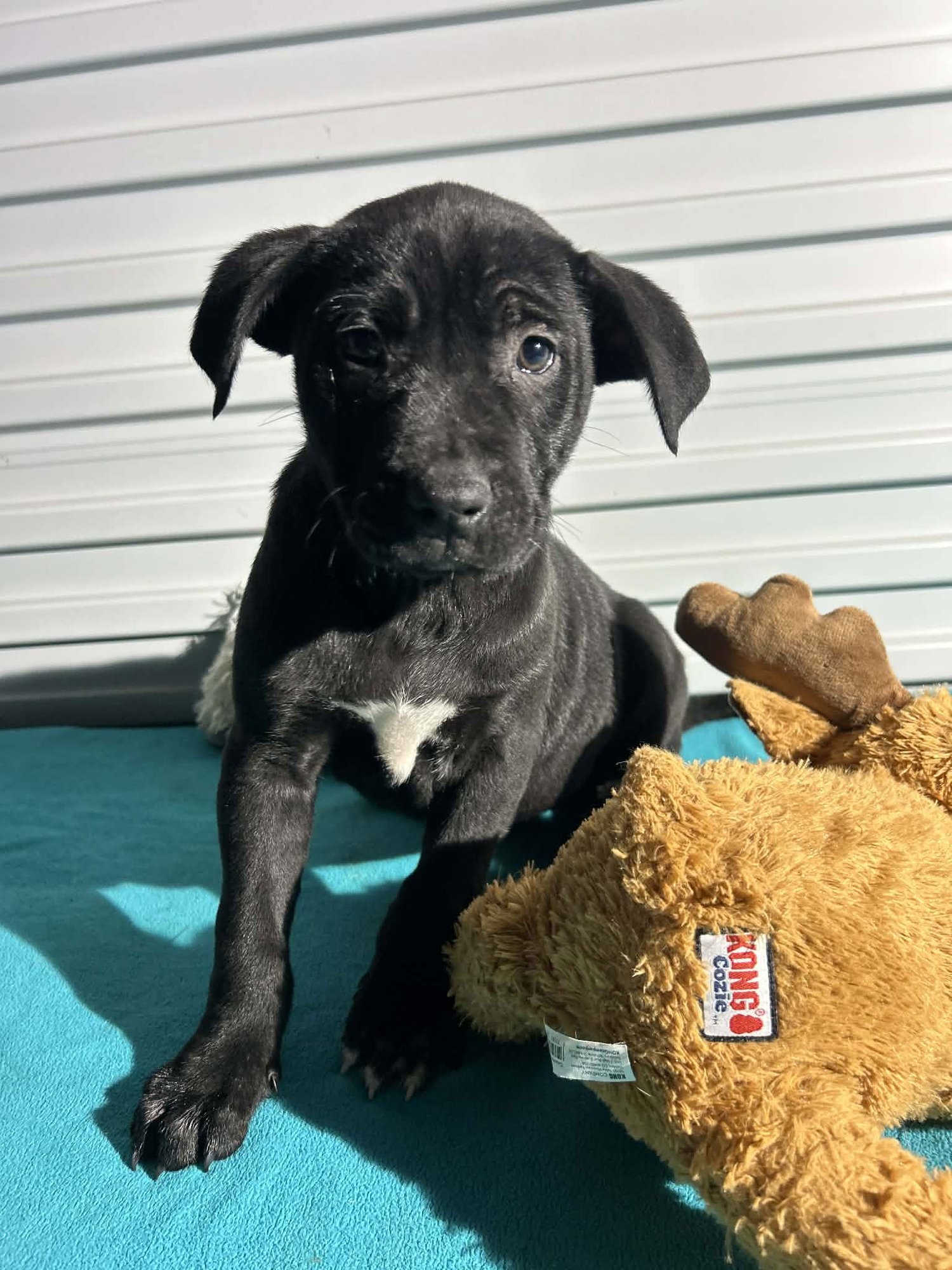 BUDDY MAC - Labrador Retriever available for adoption