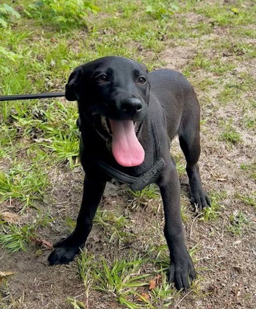 CLAIRE - Labrador Retriever available for adoption