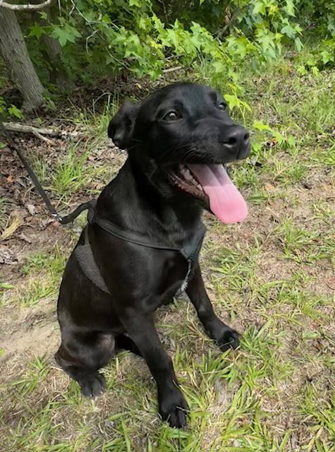 CLAIRE - Labrador Retriever available for adoption